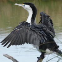 Pied Cormorant